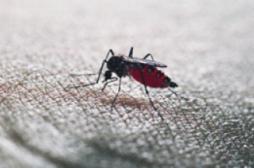 Chikungunya : la Corse renforce la chasse au moustique tigre 